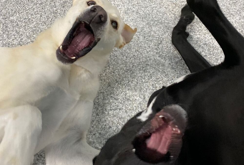 Dog Daycare – Right for Your Dog?