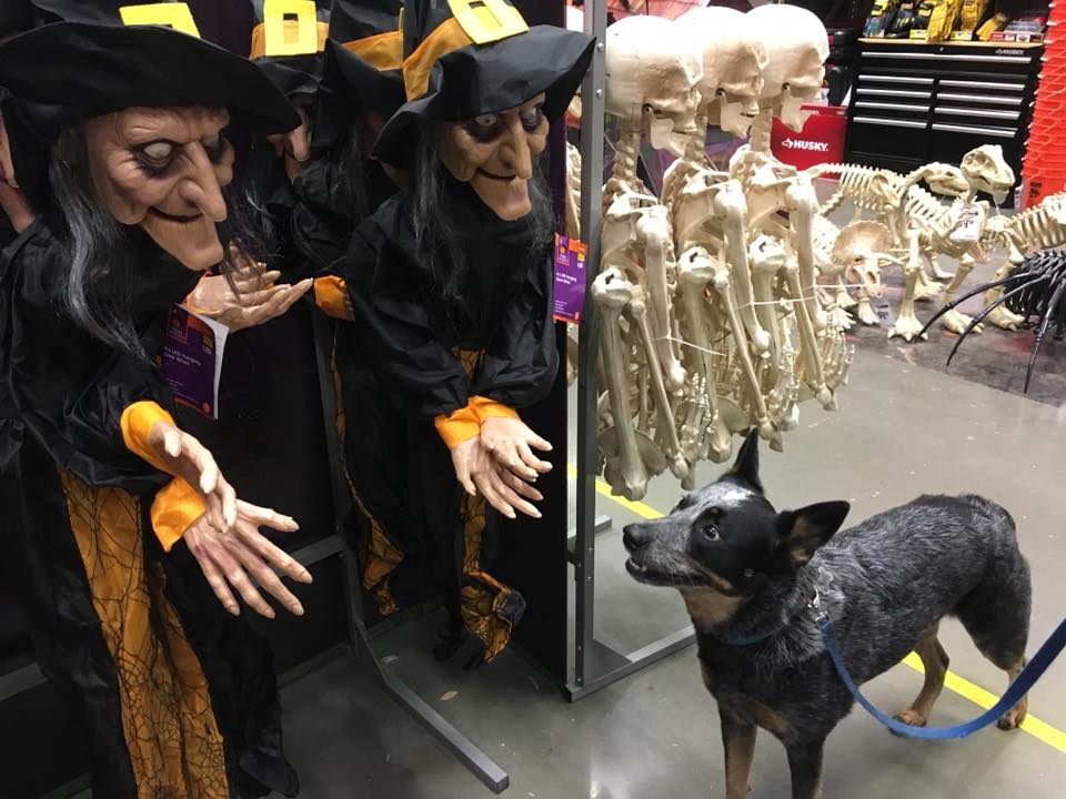 41305880_10156764768725844_1366388251165720576_n